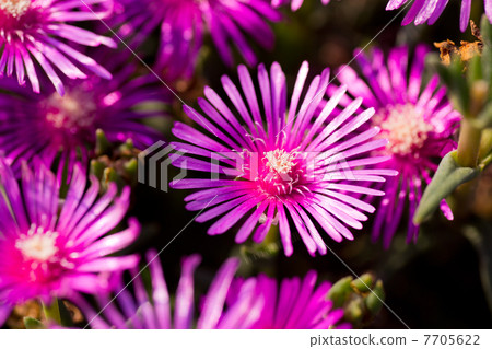 松菊 松菊 7705622