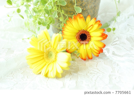 Peperomia and Gerbera 7705661