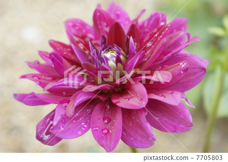 大麗花水滴 大麗花水滴 7705803