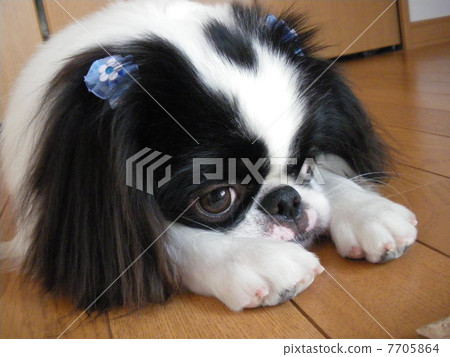Pekinese 7705864