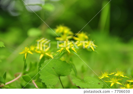 墨西哥Mannungsa 墨西哥Mannungsa 7706030