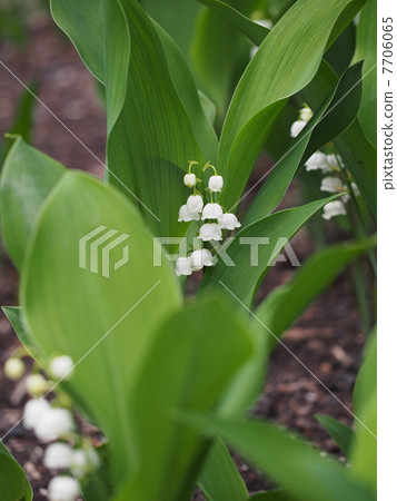 Lily of the valley Lily of the valley 7706065