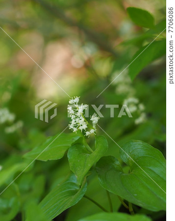 Maiduruso Maiduruso 7706086