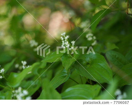 Maiduruso Maiduruso 7706087