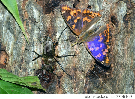 Komurasaki和雄鹿甲蟲 7706169