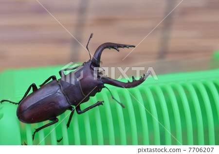 Descent of stag beetle 7706207