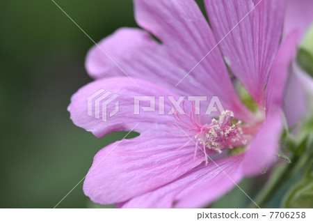Hana ooi (Flower Ao) 7706258