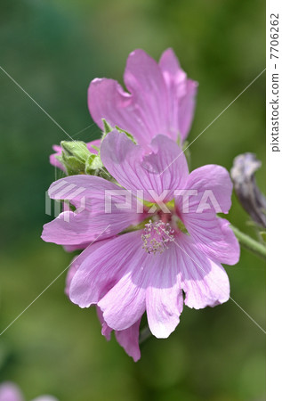 Hana ooi (Flower Ao) 7706262