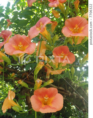 Orange shining flower Kazura Orange shining flower Kazura 7706322