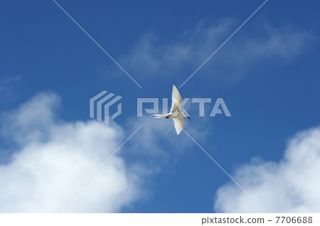 Eriro三元飛行 Eriro三元飛行 7706688