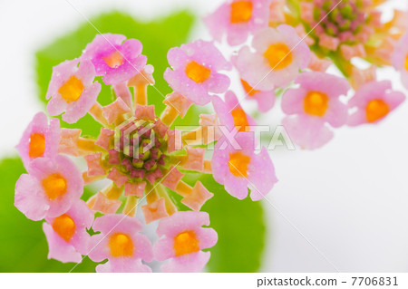 Lantana Lantana 7706831