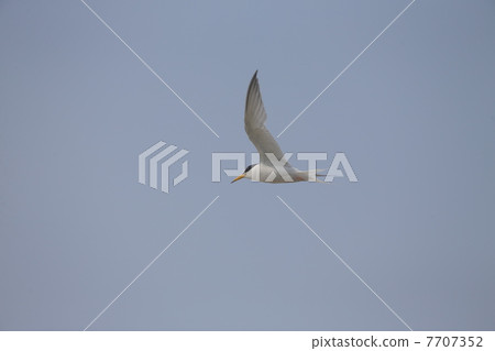 小燕鷗 小燕鷗 7707352