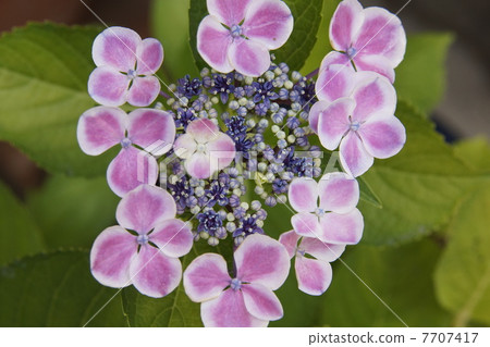 Hydrangea 06 7707417