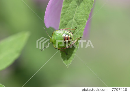 Minamino bug(幼蟲) Minamino bug(幼蟲) 7707418