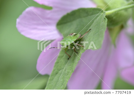 Minamino bug（幼蟲） 7707419