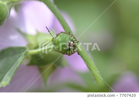 Minamino bug（幼蟲） 7707420