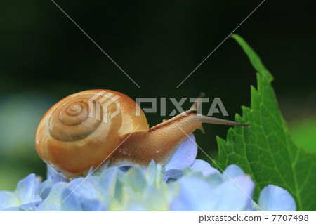 Snail 259 Snail 259 7707498