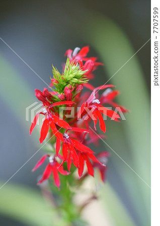 Akafuzawa Kikyo This is a very pretty flower. 7707599