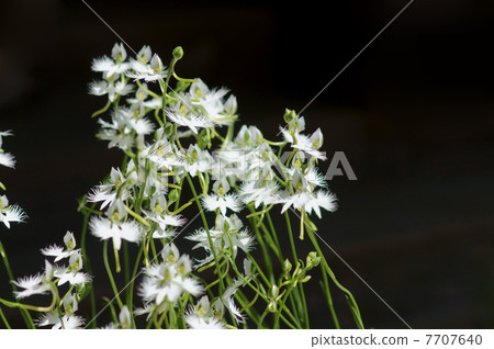 現在是夏天。這是蒼鷺種子的季節。 現在是夏天。這是蒼鷺種子的季節。 7707640