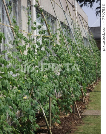 公共設施的綠色窗簾 7707928