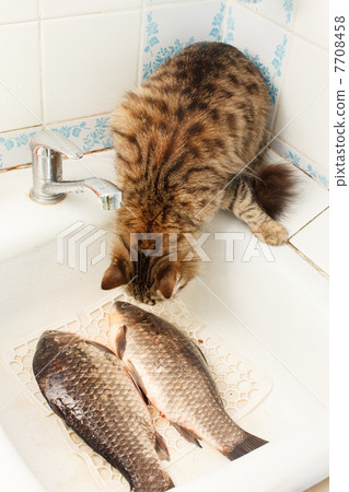 cat and fish 7708458