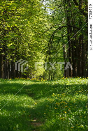 beautiful park 7708459