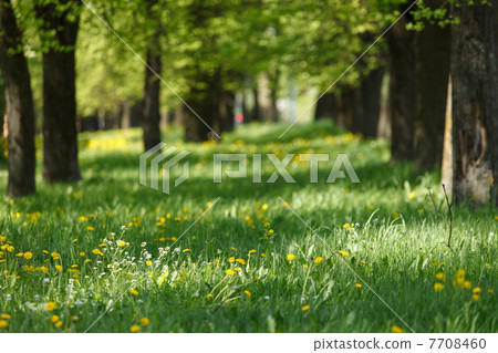 beautiful park 7708460