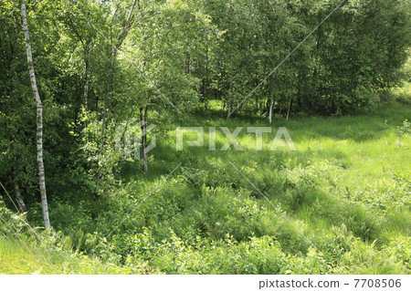 White birch forest 7708506