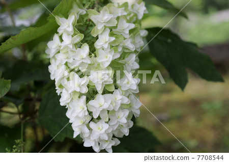 Kashiwaba繡球花 Kashiwaba繡球花 7708544
