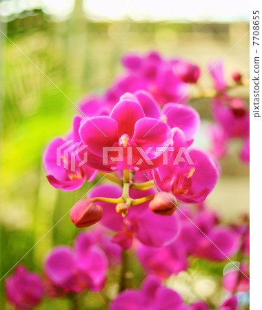Araragi：Dolitonopsis滿標紅花語：幸福來飛Dtps.Queen Beer'Mantenko' 7708655