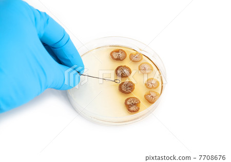 fungi on agar plate fungi on agar plate 7708676