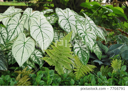 七月離開Karazumu·Taro Orchid 05 7708791