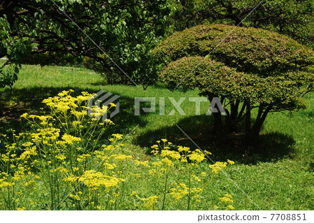 July Ominae and Ominaeidae 54 7708851