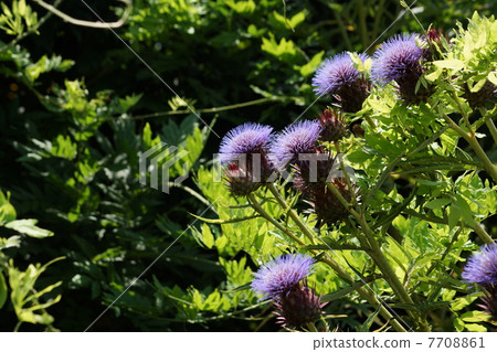 July Flower artichoke · Asteraceae 76 July Flower artichoke · Asteraceae 76 7708861