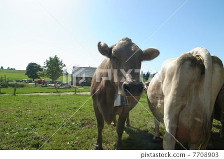 Swiss cow 7708903