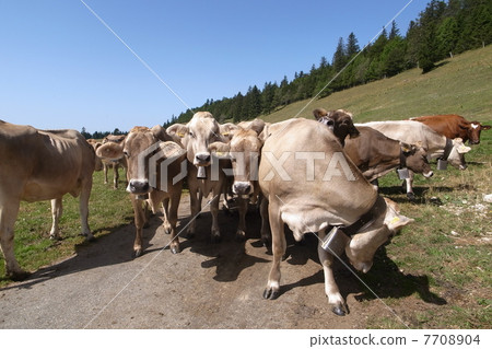 Swiss cow 7708904