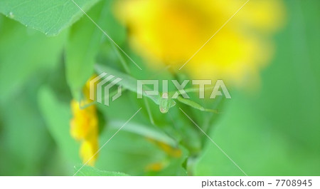 螳螂蛤蜊 螳螂蛤蜊 7708945