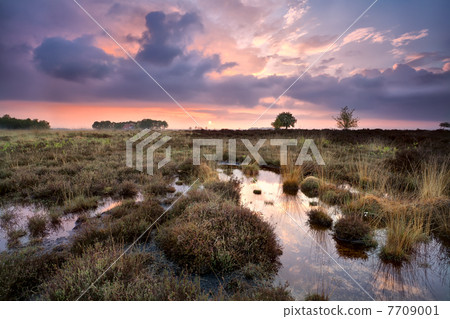 warm calm sunset over swamps in Drenthe warm calm sunset over swamps in Drenthe 7709001
