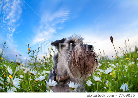 zwergschnauzer on meadow with chamomiles zwergschnauzer on meadow with chamomiles 7709036