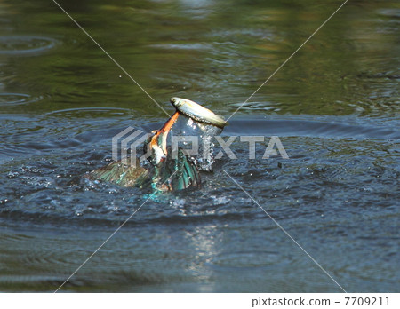 Kingfisher Kingfisher 7709211
