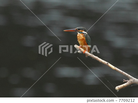 Kingfisher Kingfisher 7709212