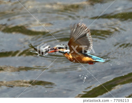 Kingfisher Kingfisher 7709213