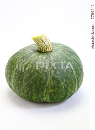 黑色皮革栗子南瓜 黑色皮革栗子南瓜 7709441