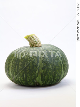 黑色皮革栗子南瓜 7709442