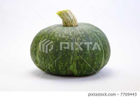 黑色皮革栗子南瓜 黑色皮革栗子南瓜 7709443