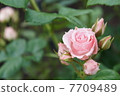Rose of pink 7709489