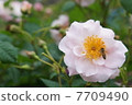 With bees 7709490