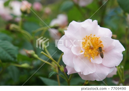 With bees With bees 7709490