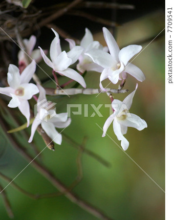 Sekkoku: Hanging basket of Ishige (Dendrobium · Monili foreme) 7709541