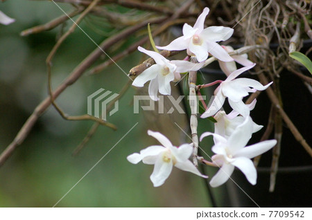 Sekkoku：Ishige的掛籃（Dendrobium·Monili foreme） 7709542